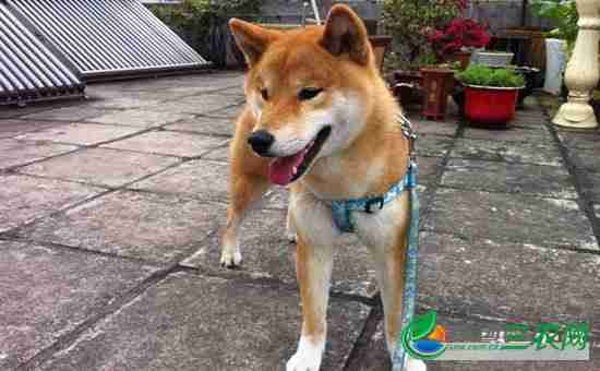 怎样训练日本柴犬?柴犬的训练方法有哪些呢(怎样训练日本柴犬?柴犬的训练方法有哪些)